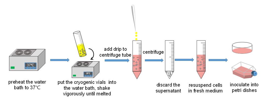 Schematic diagram of cell resuscitation operation.