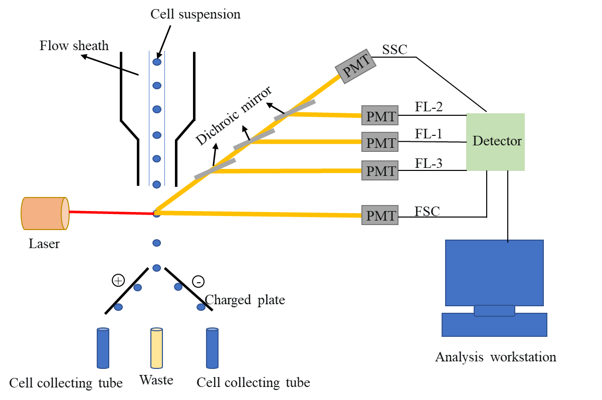 Schematic diagram of flow cytometry principle.