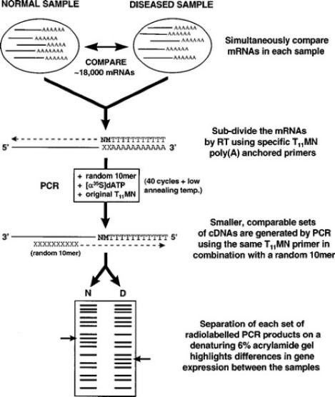 Experimental procedures of mRNA Differential Display PCR