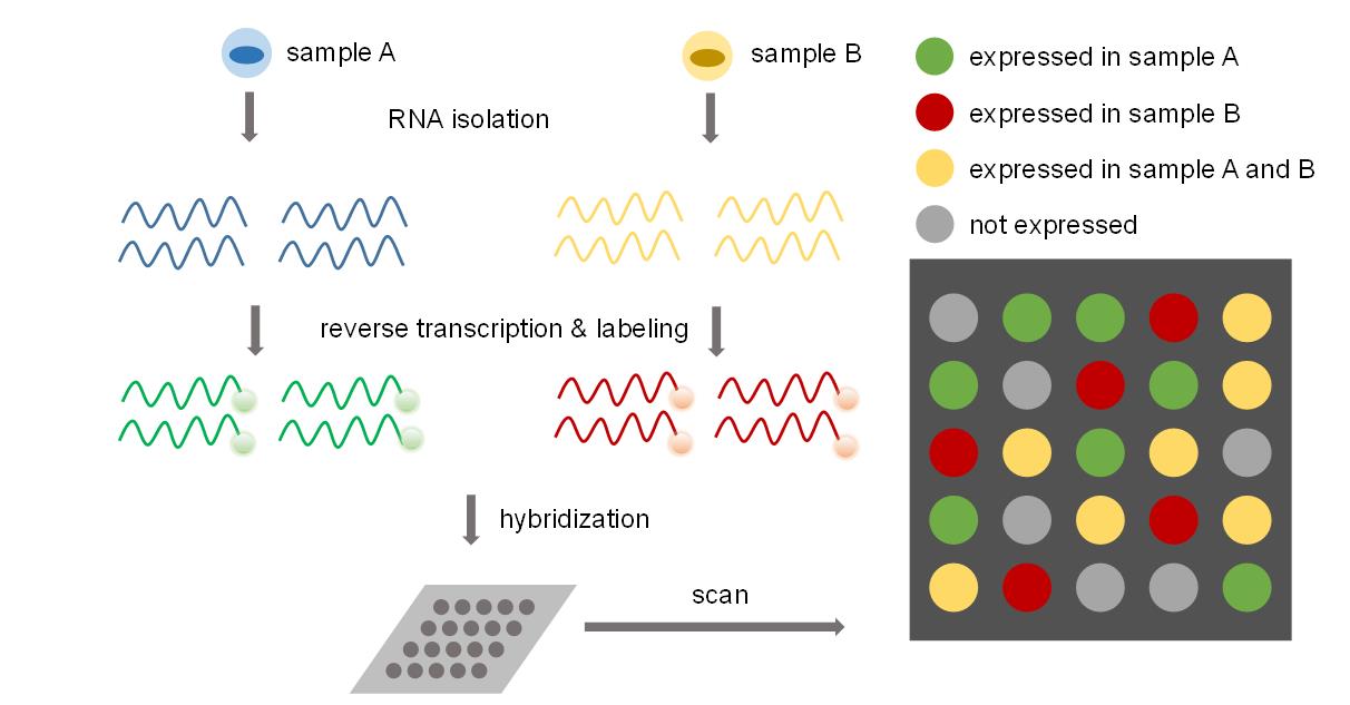 The basic flow chart for gene chip technology.