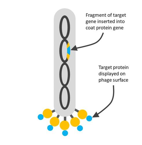 The schematic diagram of phage display technology.