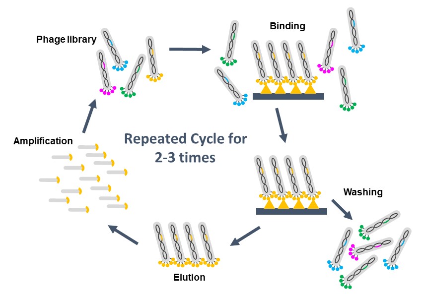 The whole process of phage display technology.