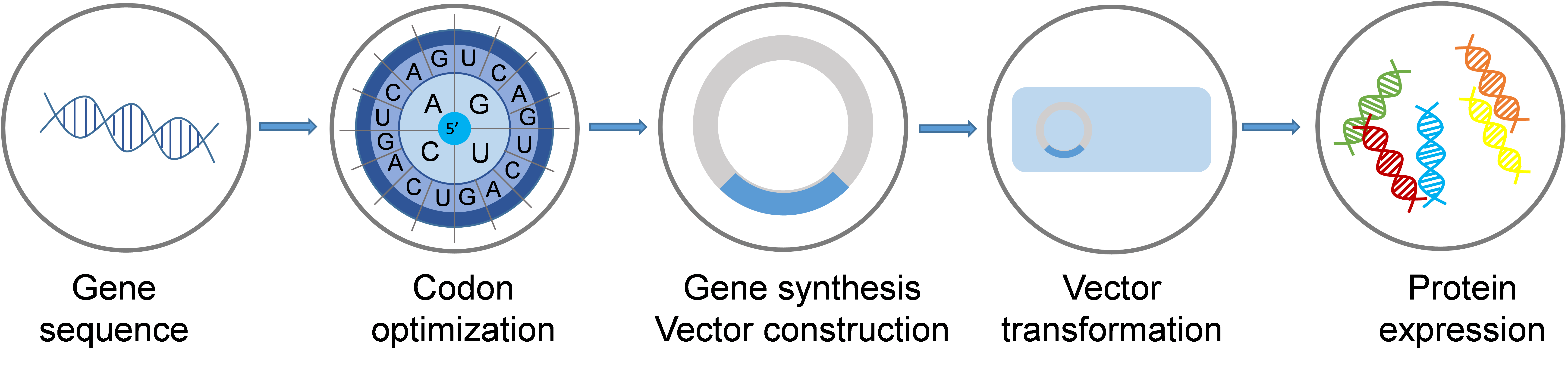 The general protocol of expression process from gene to protein.