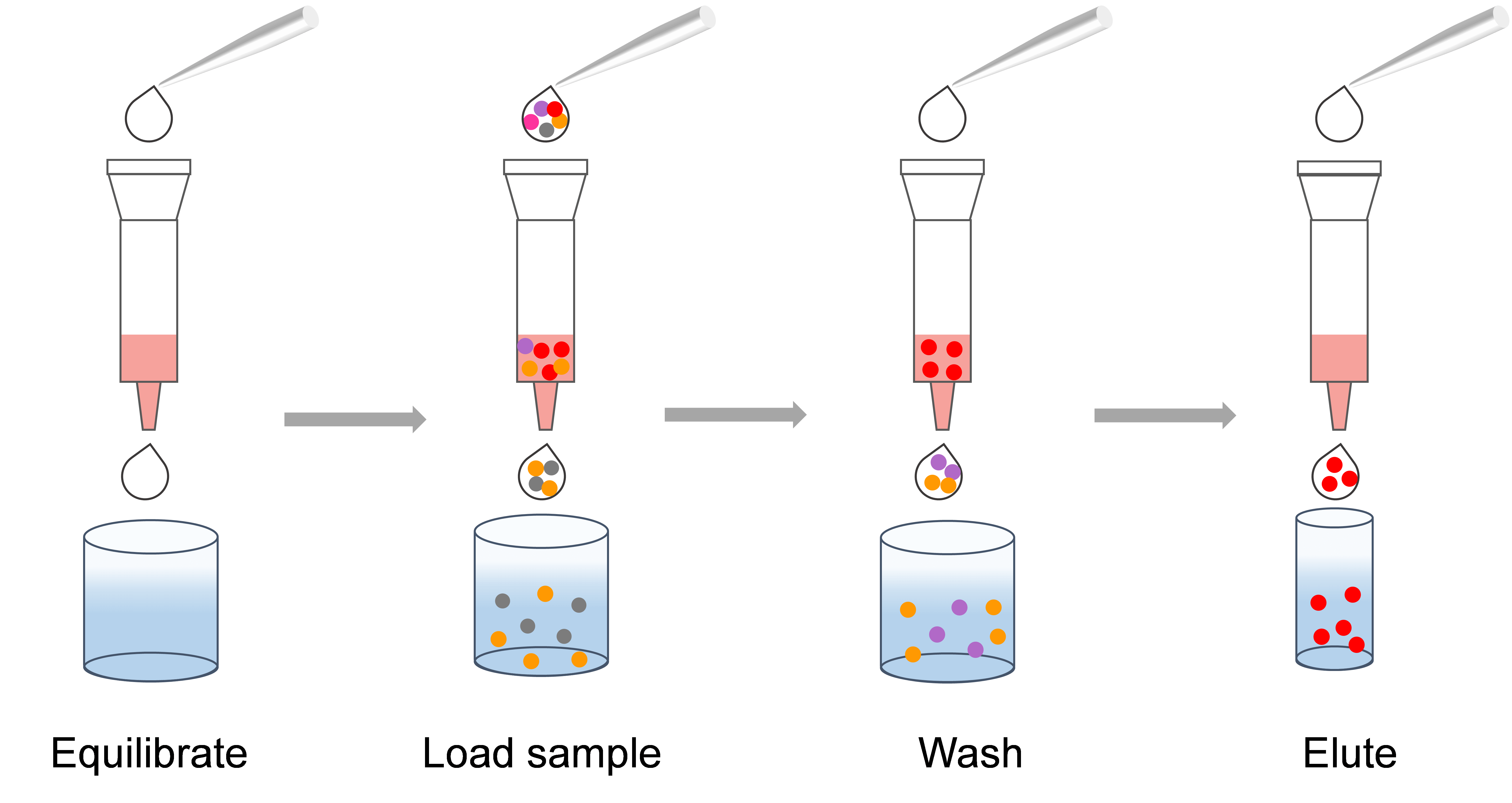 Principle of affinity-based protein purification.