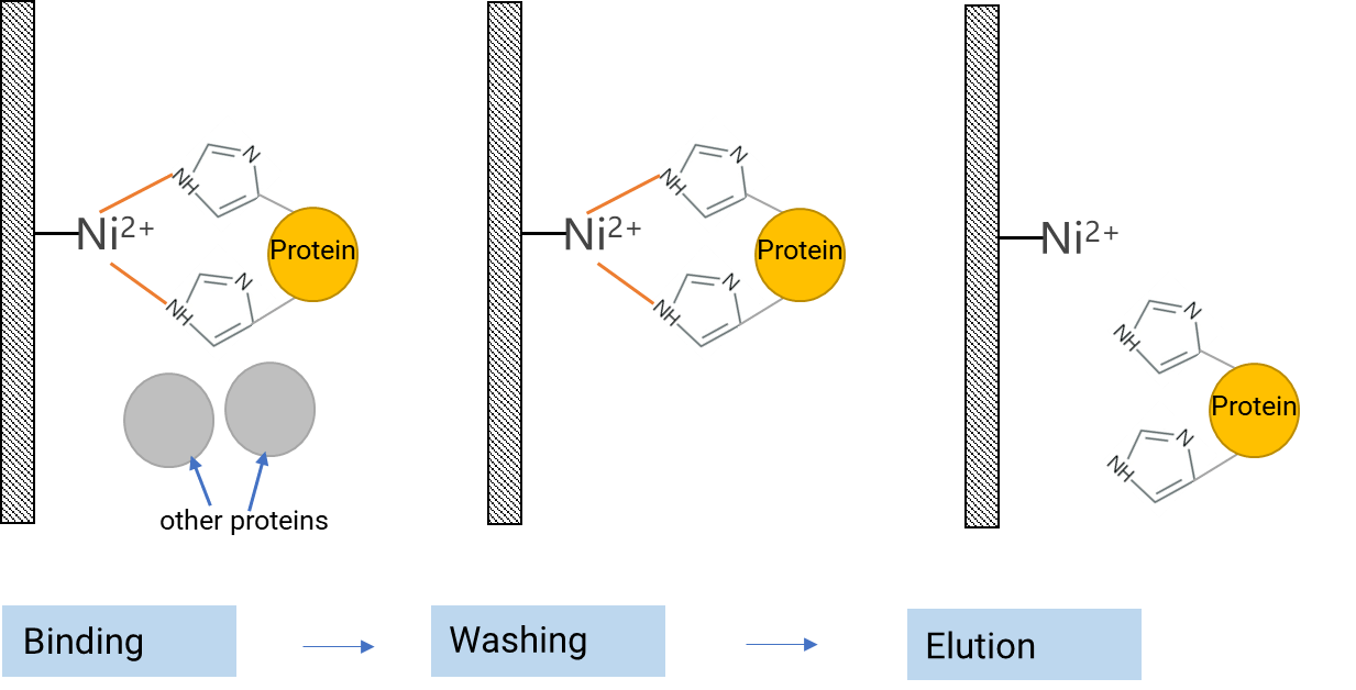 Schematic diagram of His-Tag protein purification principle.