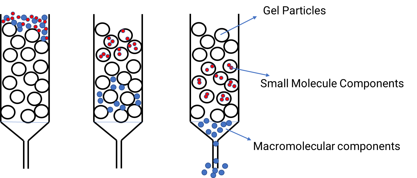 Schematic diagram of size exclusion chromatography principle.