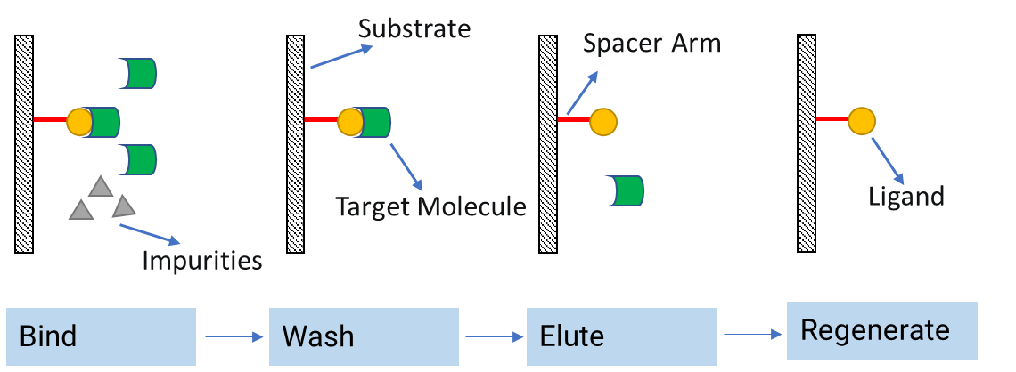 Schematic diagram of affinity chromatography principle.