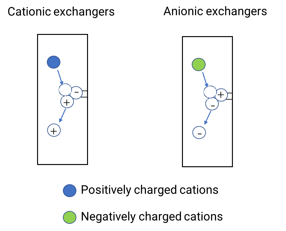 Schematic diagram of ion-exchange chromatography principle.