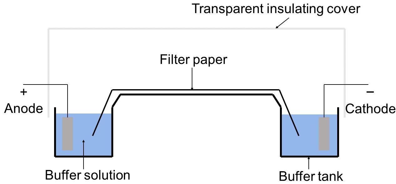 Illustration of paper electrophoresis