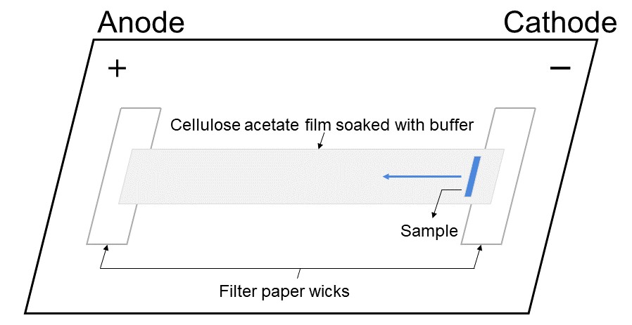 Illustration of cellulose acetate electrophoresis