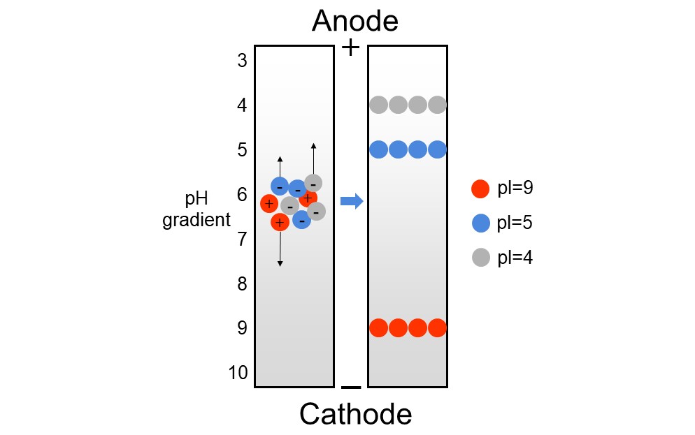 Illustration of isoelectric focusing