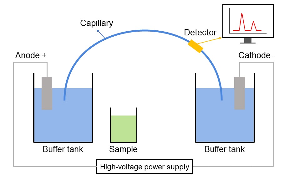 Illustration of isoelectric focusing