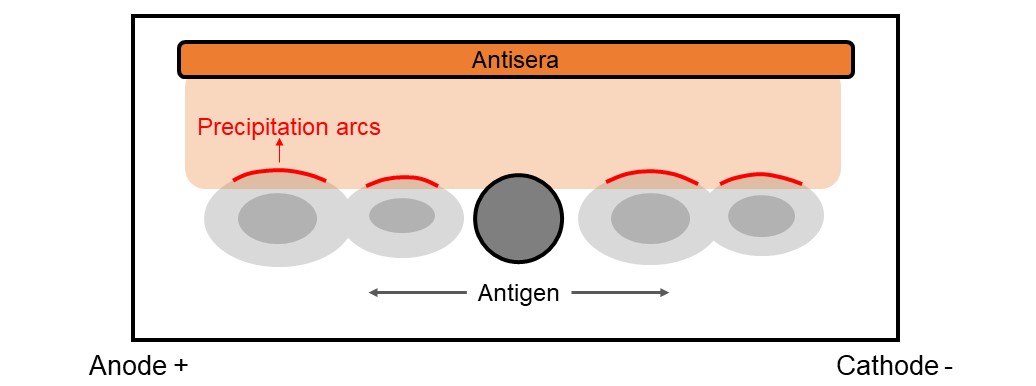 Illustration of immunoelectrophoresis