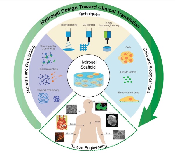 Functional hydrogels for tissue engineering.