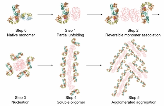 Illustration of steps involved in protein aggregation of a monomer. (STEMart Original)