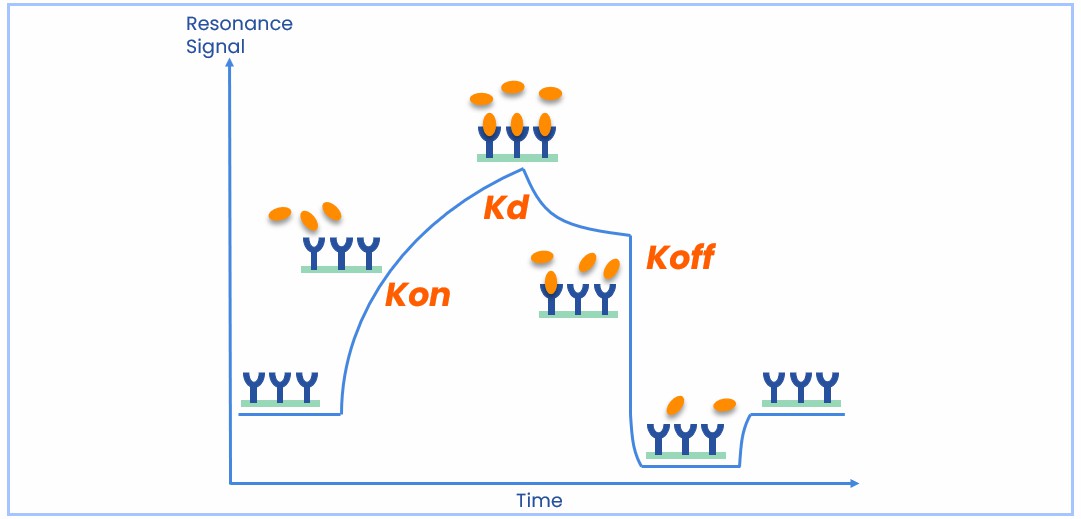 Illustration of a typical sensorgram of surface plasmon resonance (SPR) measurement. (STEMart Original)