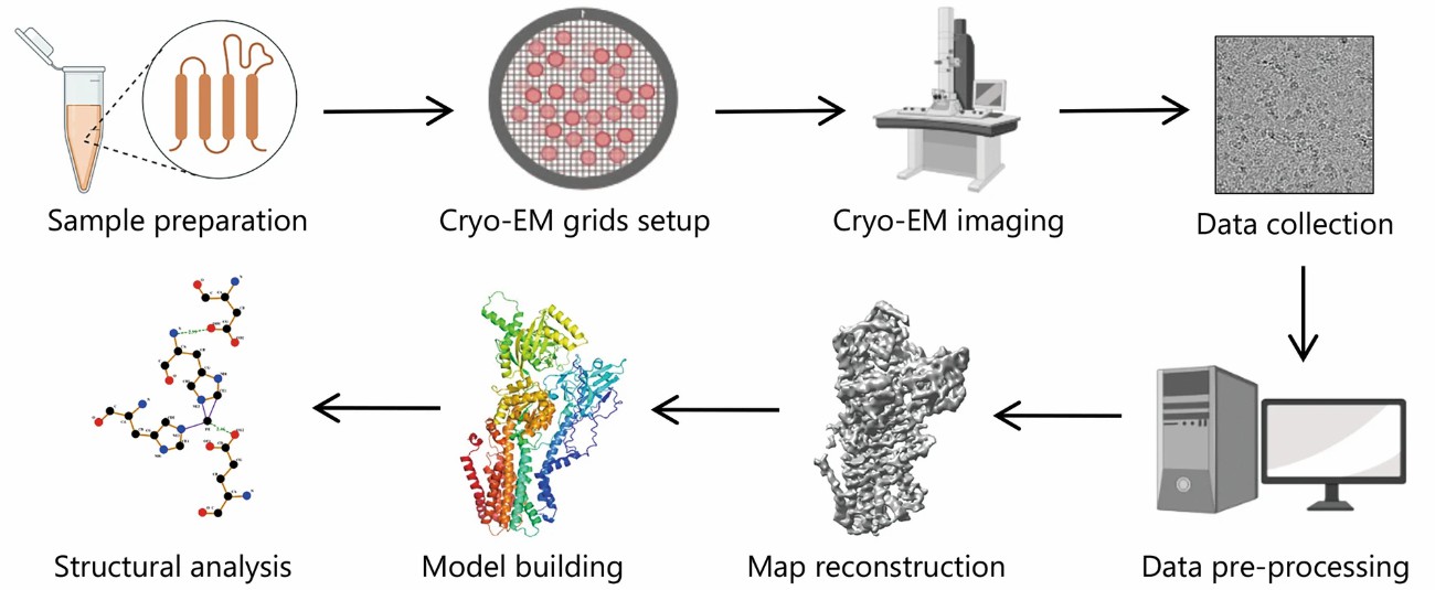 Illustration of the typical workflow of single particle cryo-EM for structural analysis. (STEMart Authorized)