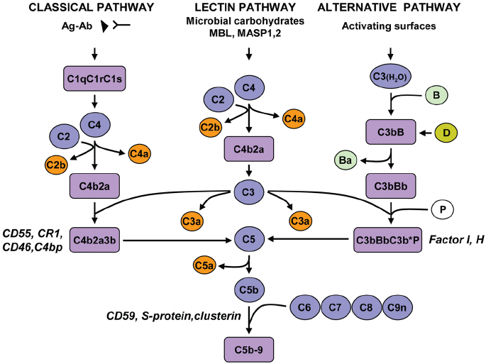 Complement activation pathways and assembly of the terminal pathway.