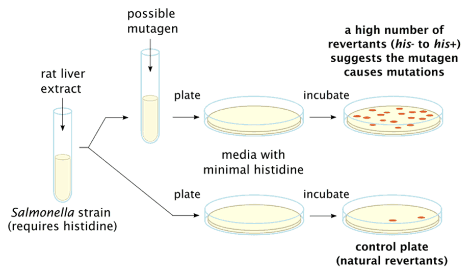 Ames test procedure.