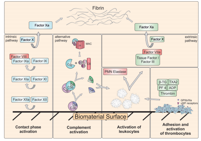 Schematic representation of major reactions in blood induced by biomaterial surface.