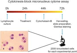 In vitro micronucleus test procedure.