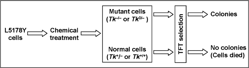 In Vivo Mouse Micronucleus Test - STEMart