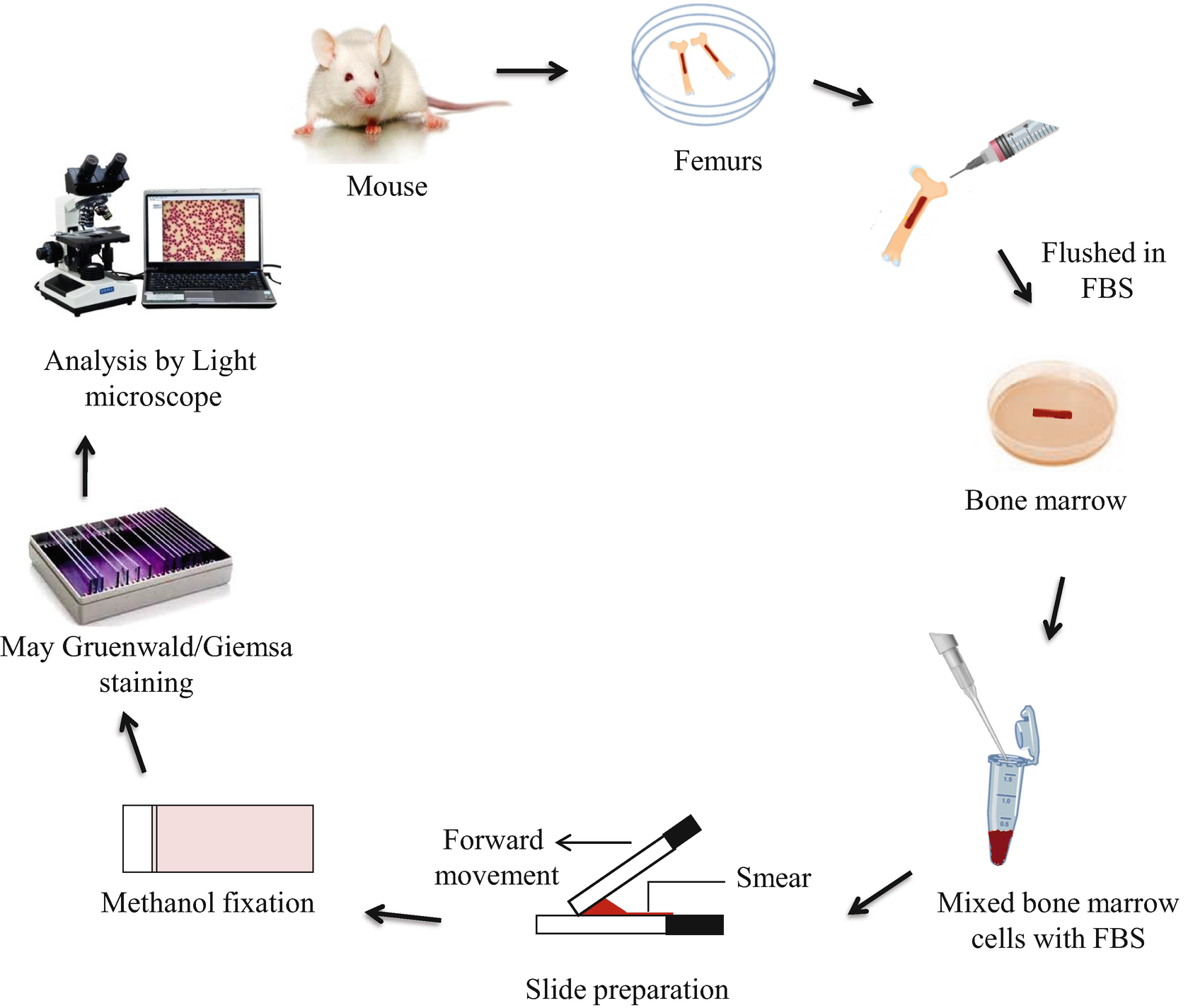 In vivo mouse micronucleus test procedure.