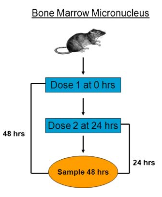 In Vivo Rat Micronucleus Test - STEMart