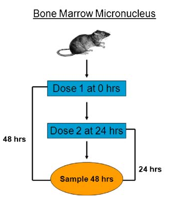 What is an In Vivo Test?