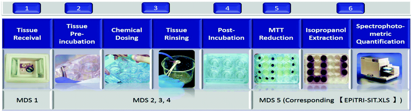 Procedures of skin irritation test (SIT).