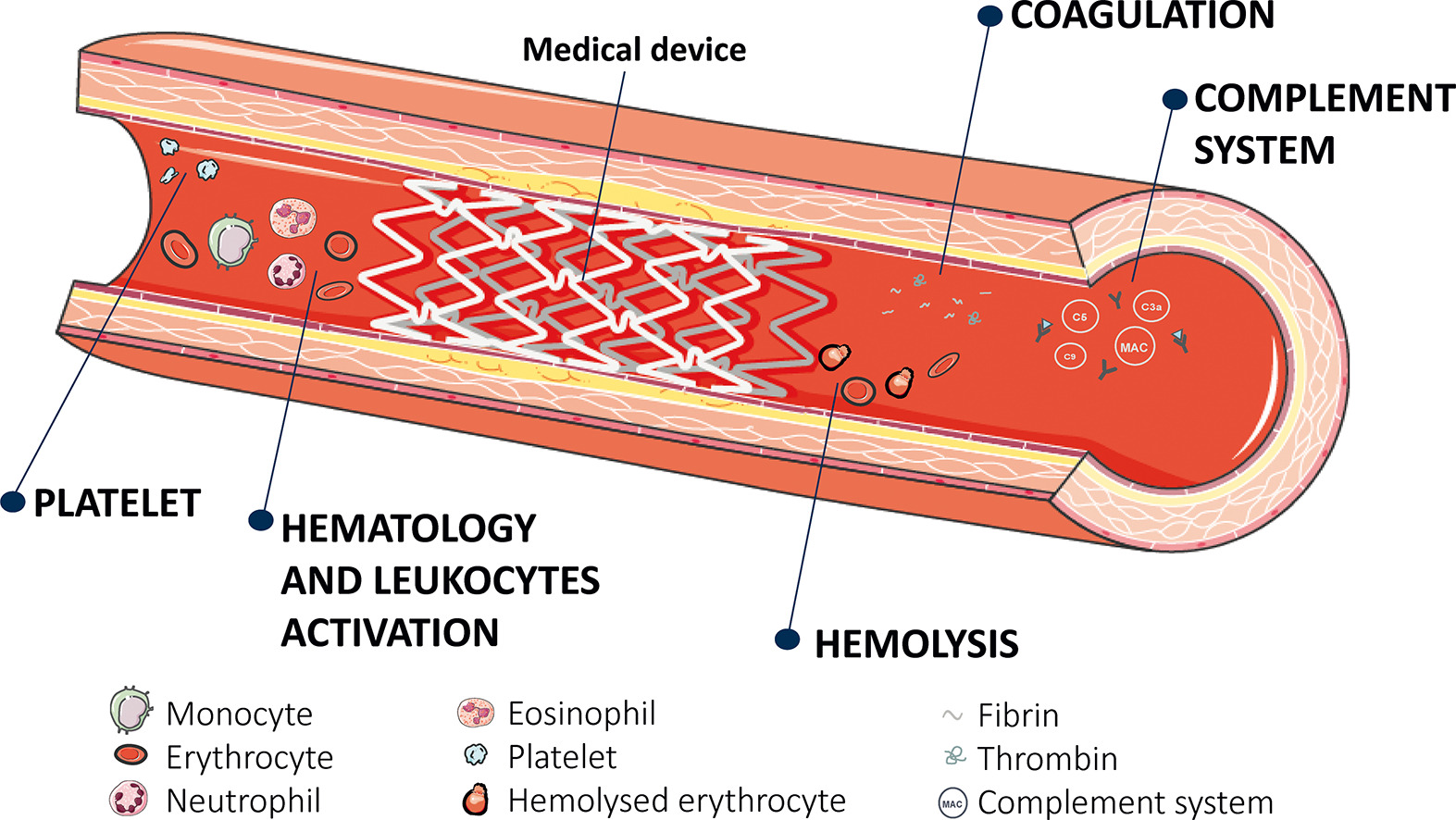 Interaction between medical device and blood.
