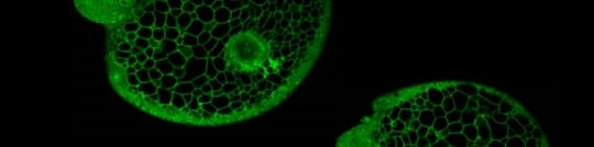 Super speed microscopy abstract background (STEMart Authorized)