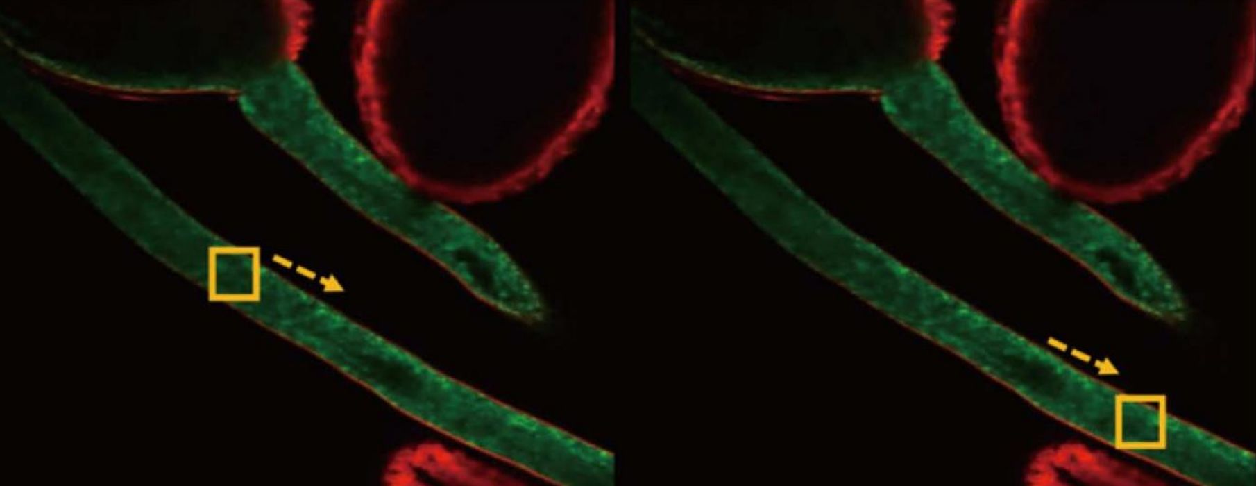 NCF1000 high-speed live imaging (STEMart Authorized)