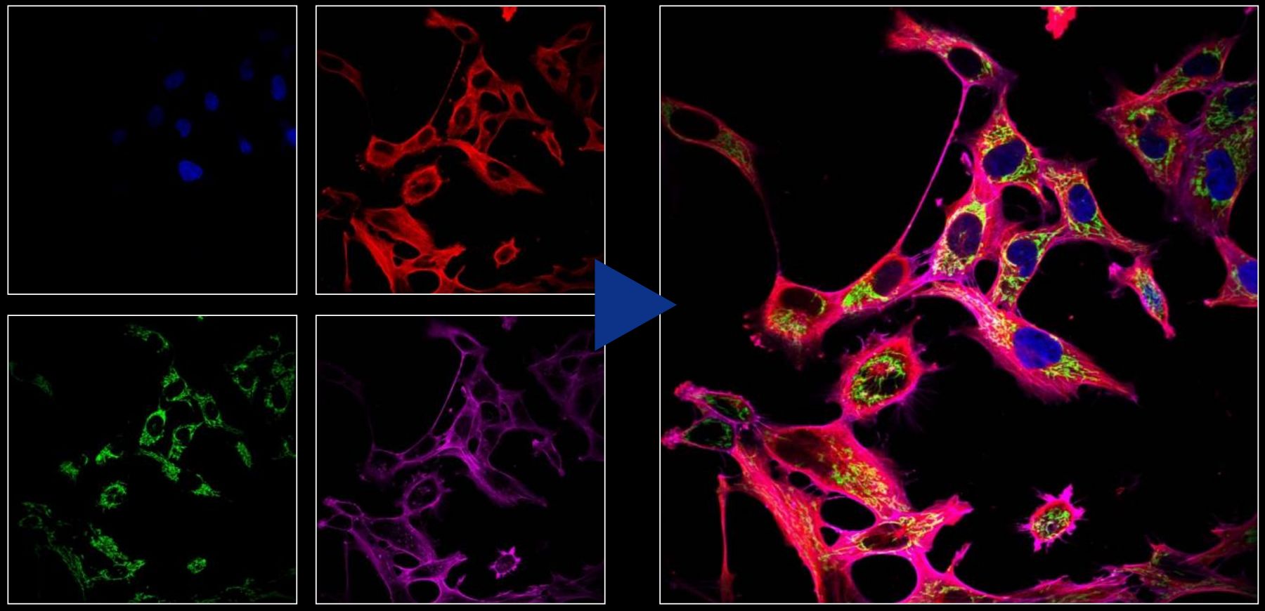 NCF1000 four-channel fluorescence fusion (STEMart Authorized)