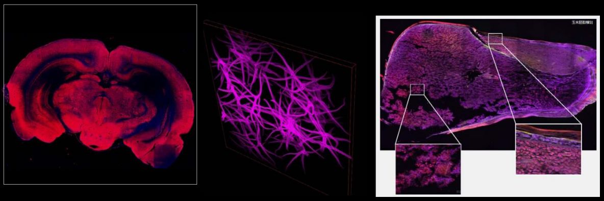 NCF1000 multidimensional imaging modes (STEMart Authorized)