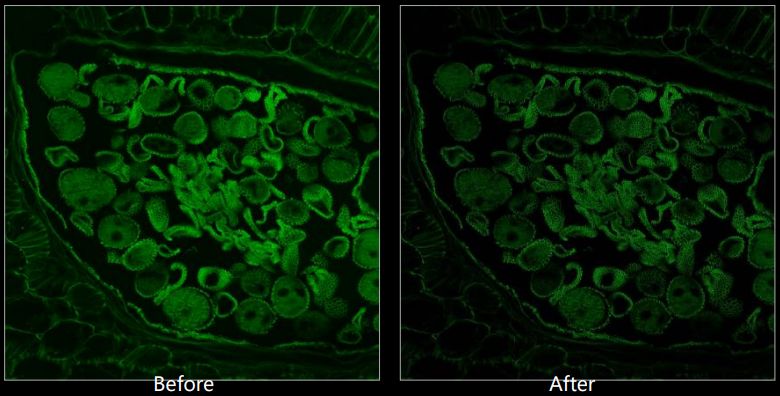NCF1000 deconvolution image comparison (STEMart Authorized)
