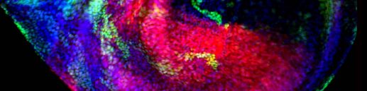 Super vision microscopy abstract background (STEMart Authorized)