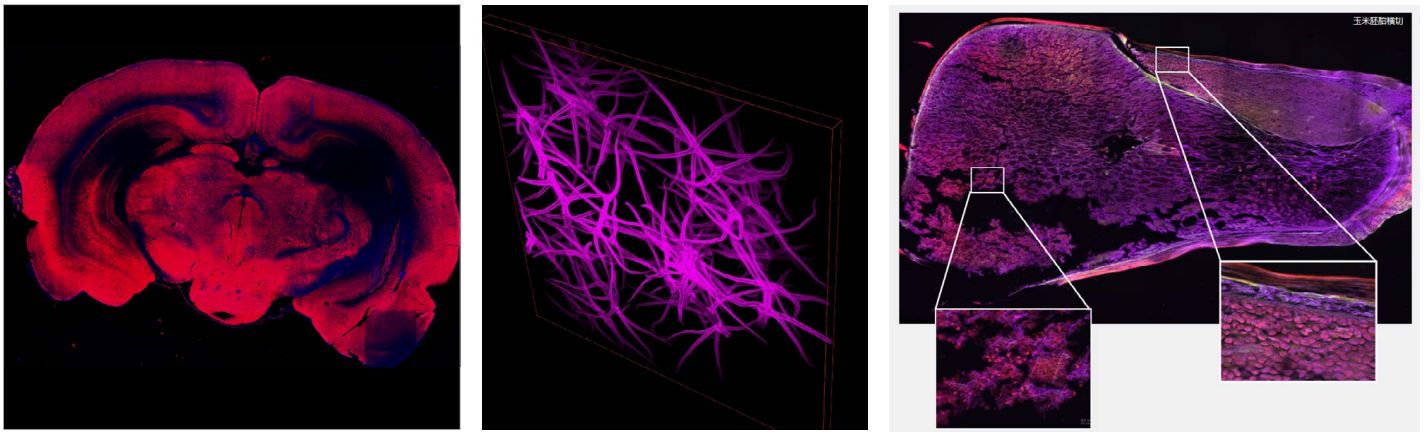 NSR1000 multidimensional imaging examples (STEMart Authorized)