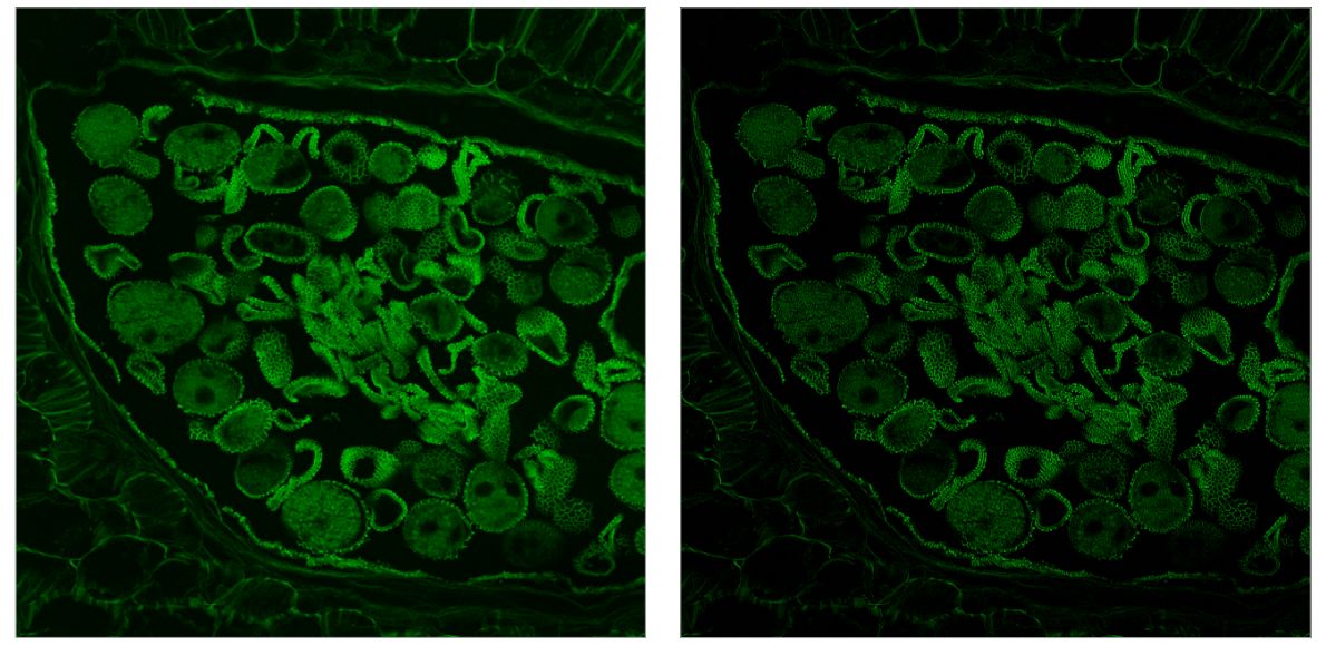 NSR1000 deconvolution image comparison (STEMart Authorized)