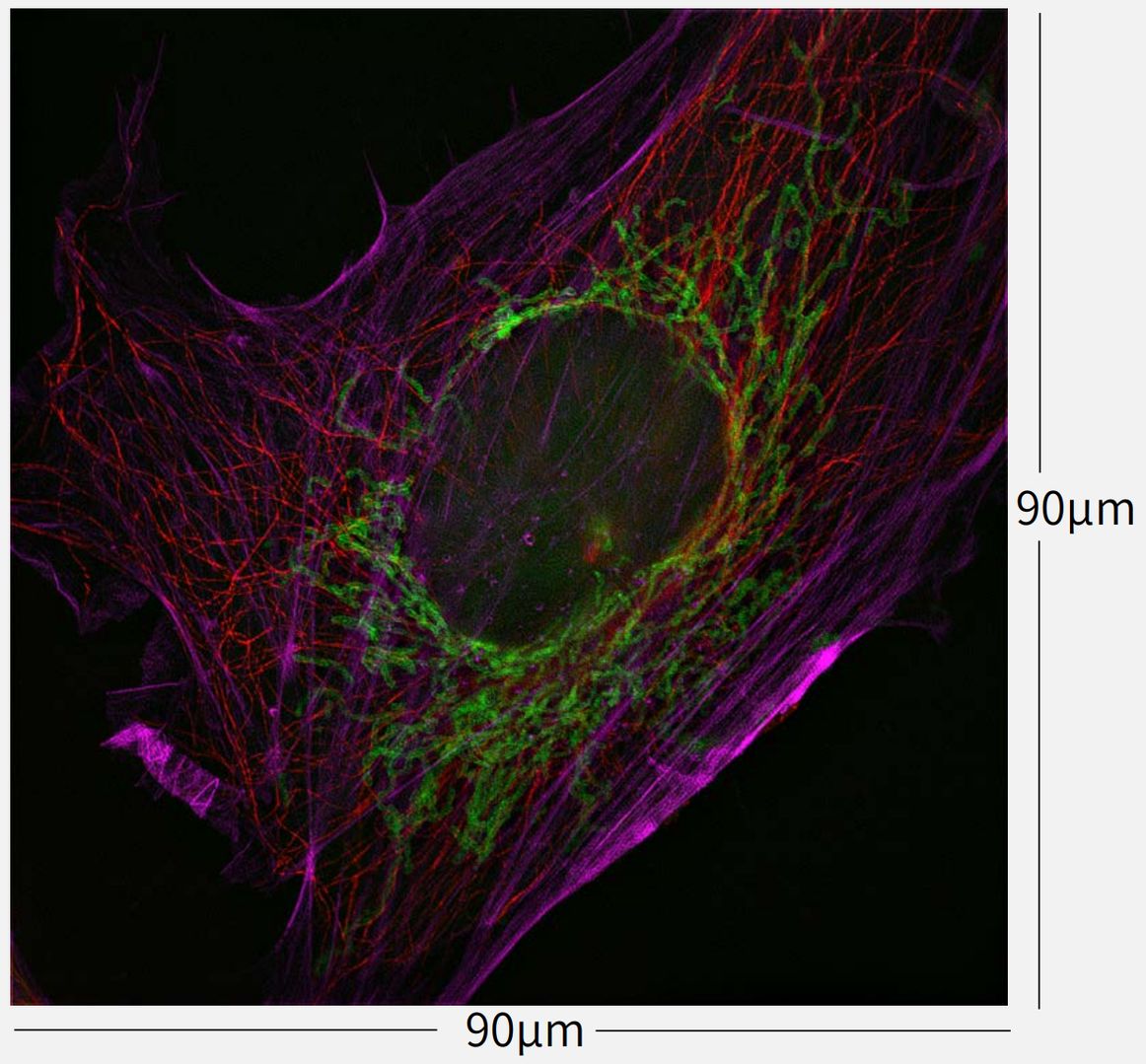 NSR1000 90µm field of view (STEMart Authorized)
